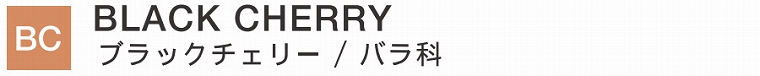 BLACK CHERRY/ブラックチェリー/バラ科